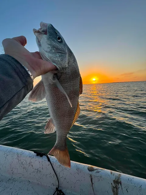 Inshore catch