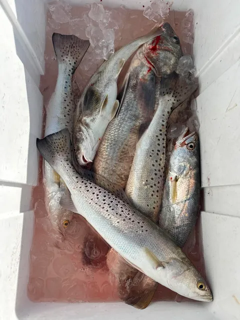 Fishermans Wharf catch