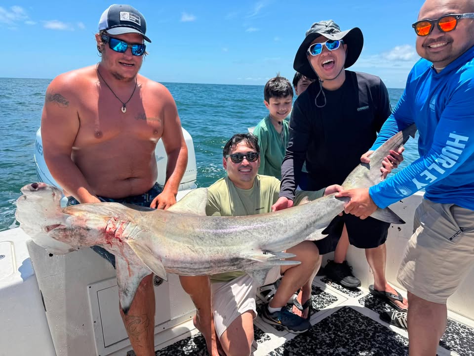 Hammerhead shark catch