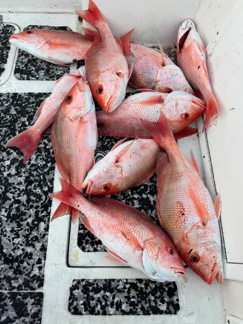 Gulf fishing